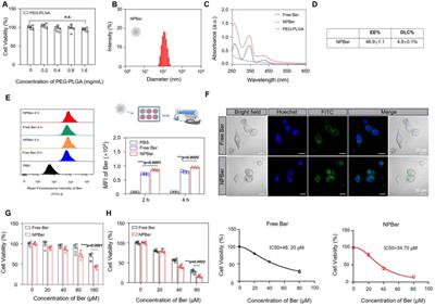 Enhanced tumor suppression in colorectal cancer via berberine-loaded PEG-PLGA nanoparticles